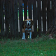 Illustration for article titled Shooting Challenge Pets Gallery 4